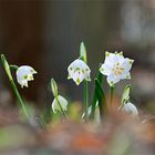 Märzenbecher (Leucojum vernum)