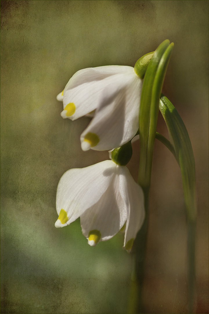 Märzenbecher  ~  Leucojum vernum....