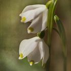 Märzenbecher  ~  Leucojum vernum....