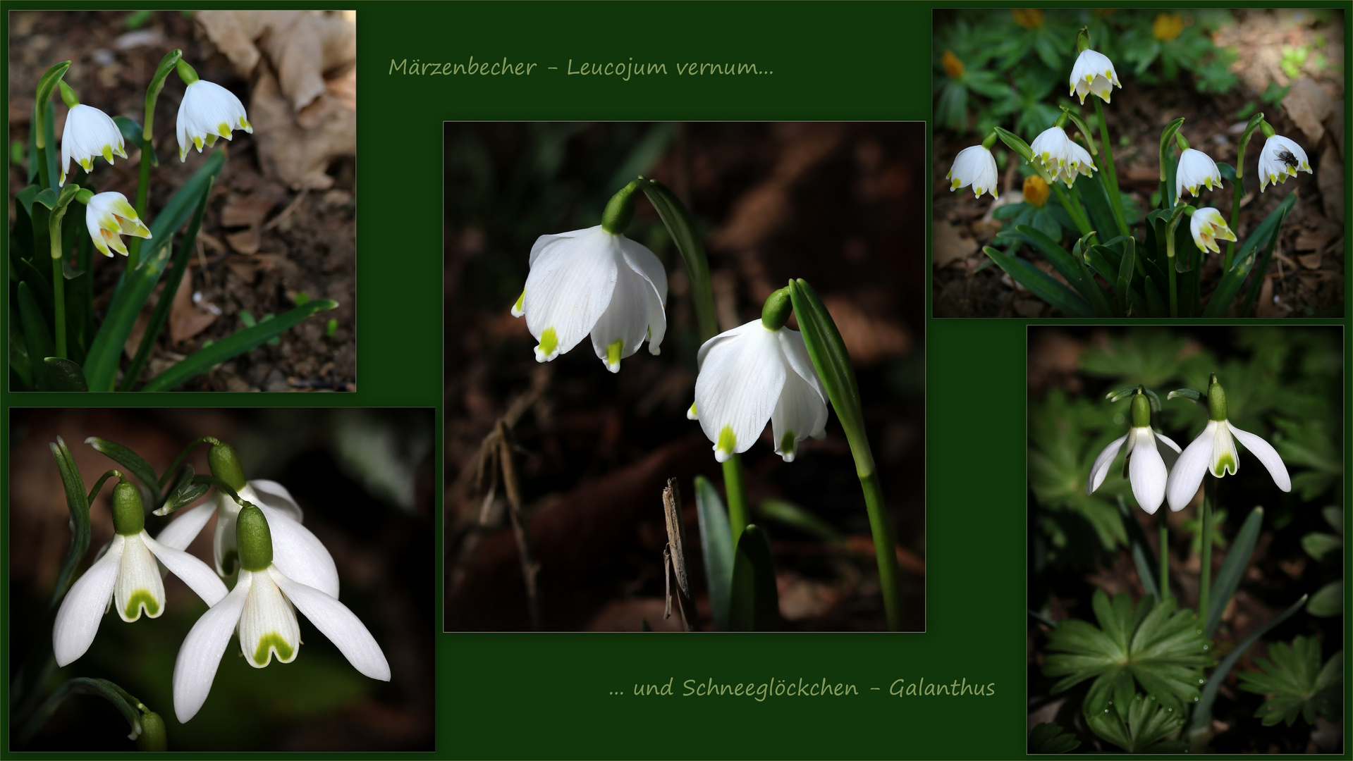 Märzenbecher (Leucojum vernum)...