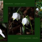 Märzenbecher (Leucojum vernum)...