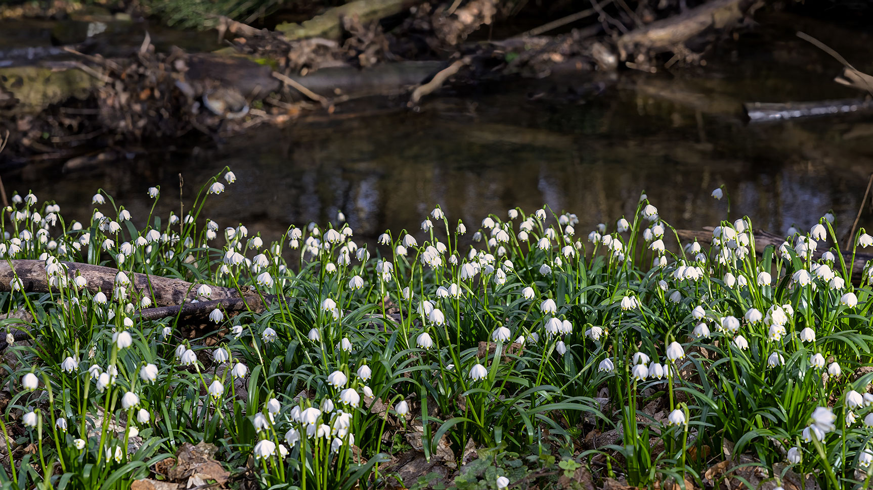 Märzenbecher, Leucojum vernum