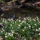 Märzenbecher, Leucojum vernum