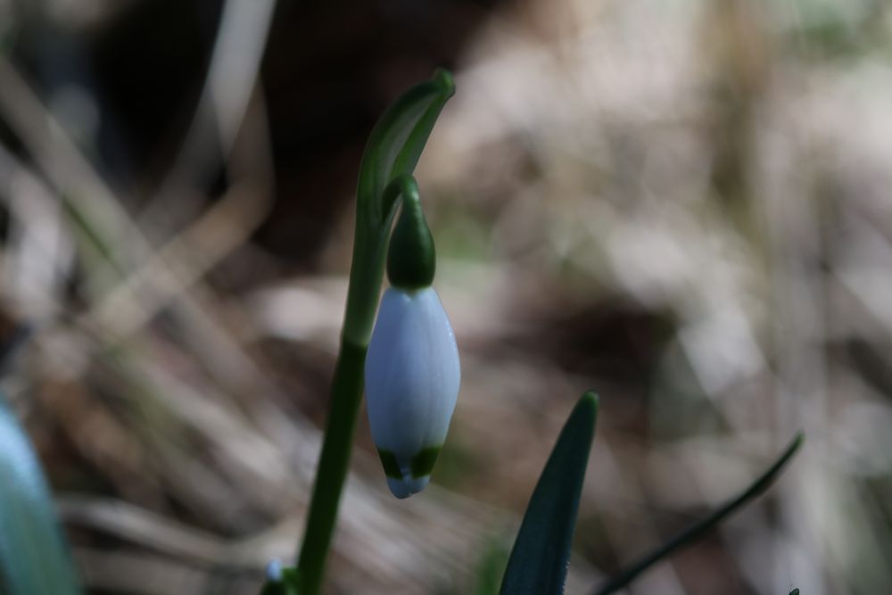 Märzenbecher Leucojum vernum