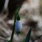 Märzenbecher Leucojum vernum