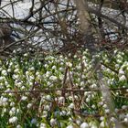 Märzenbecher (Leucojum vernum) Frühjahrsoffensive