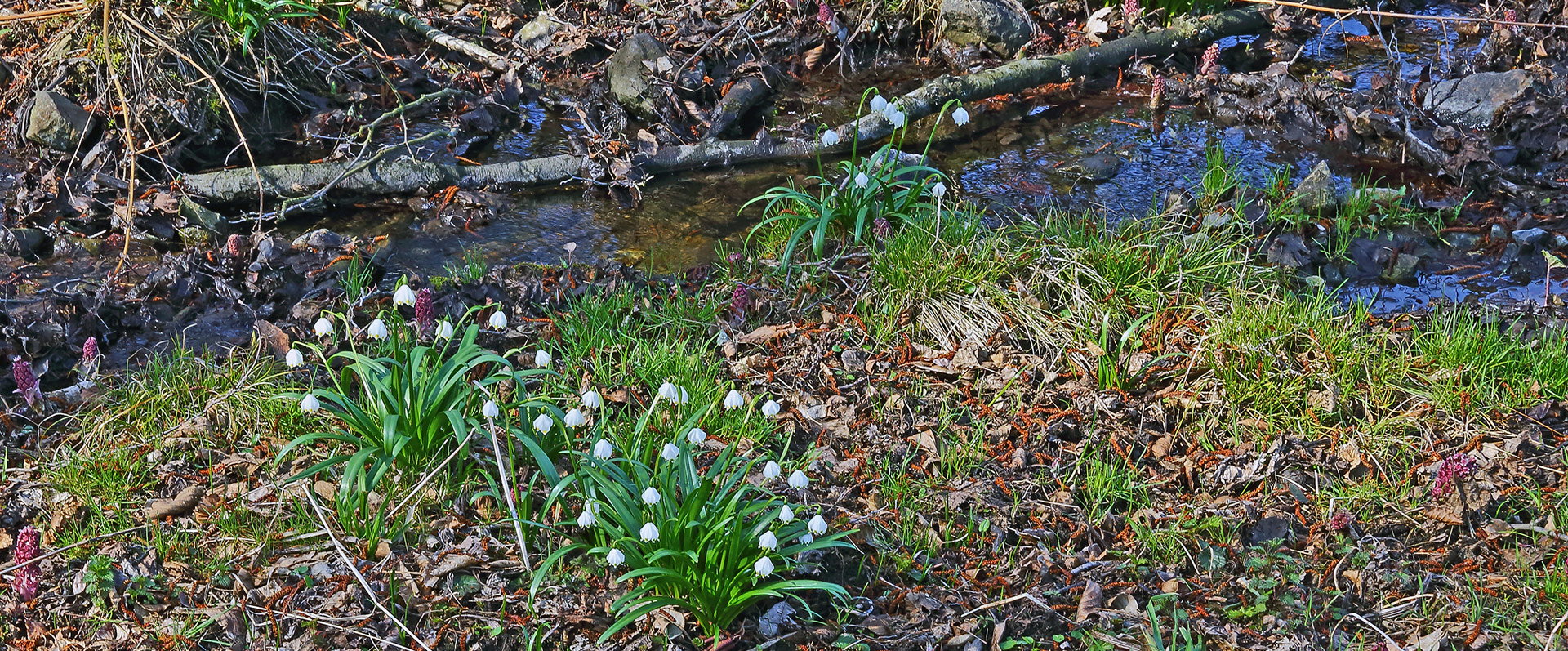 Märzenbecher, Leukojum vernum und Rote Pestwurz in einem herrlichen Biotop...