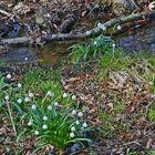 Märzenbecher, Leukojum vernum und Rote Pestwurz in einem herrlichen Biotop...