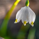 Märzenbecher-Lichtblicke des Frühlings