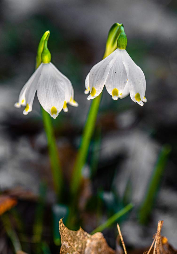 Märzenbecher-Lichtschirme im Frühlingswald