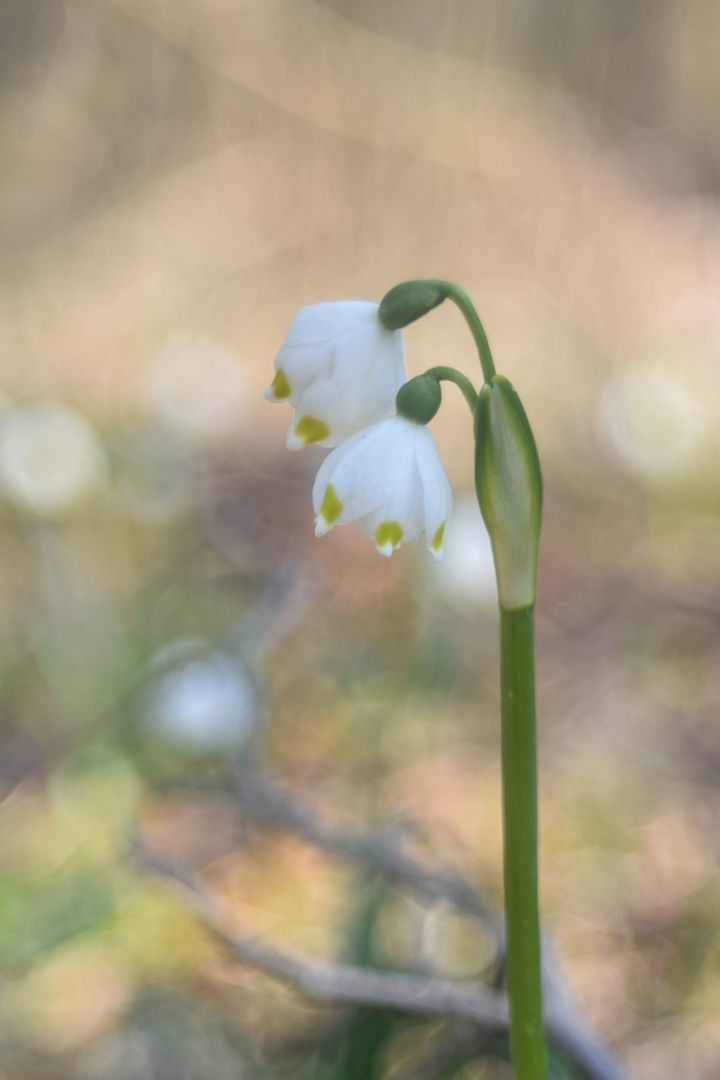 Märzenbecher mit 2 Blüten