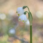 Märzenbecher mit 2 Blüten