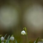 Märzenbecher mit Lichtpunkten