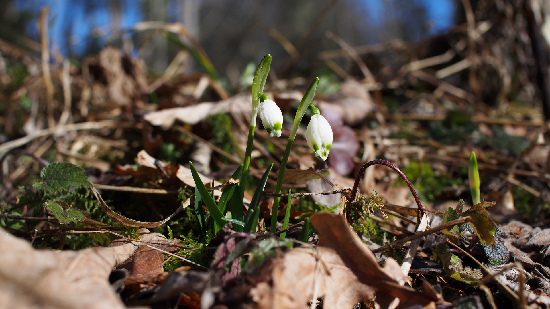 "Märzenbecher" oder auch Frühlingsknotenblume