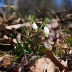 "Märzenbecher" oder auch Frühlingsknotenblume