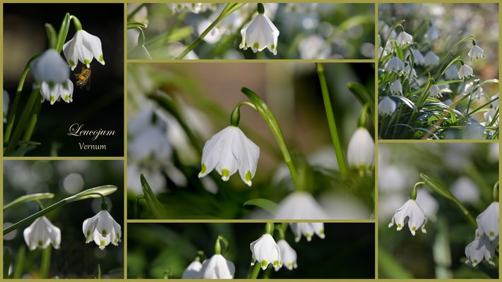 Märzenbecher oder Knotenblümchen