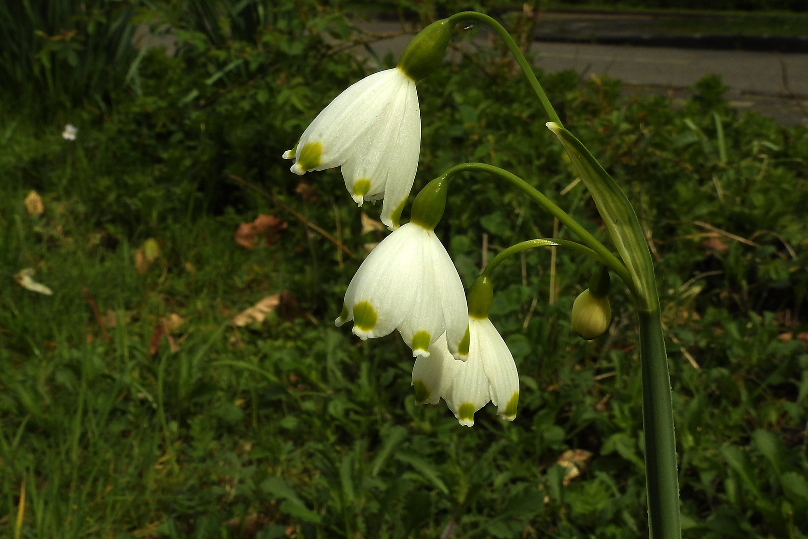 Märzenbecher, Sommer Knotenblume (Leucolum aestivum)