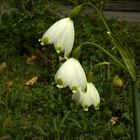 Märzenbecher, Sommer Knotenblume (Leucolum aestivum)