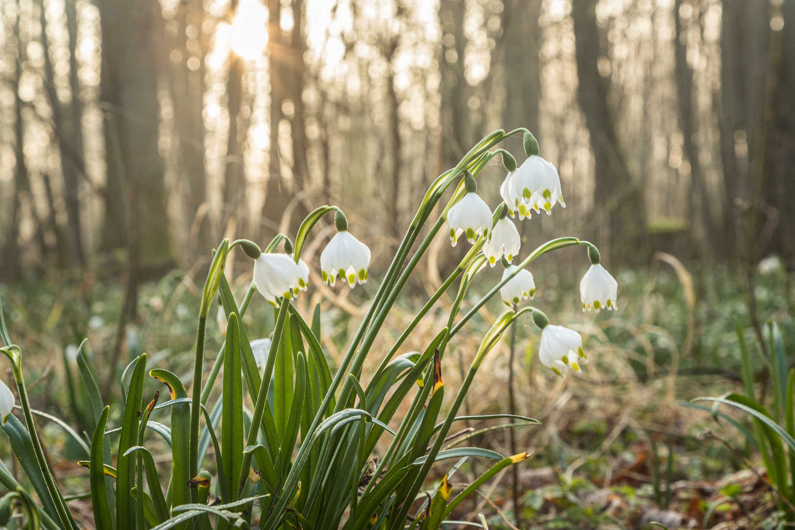 Märzenbecher Sonnenwald