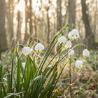 Märzenbecher Sonnenwald