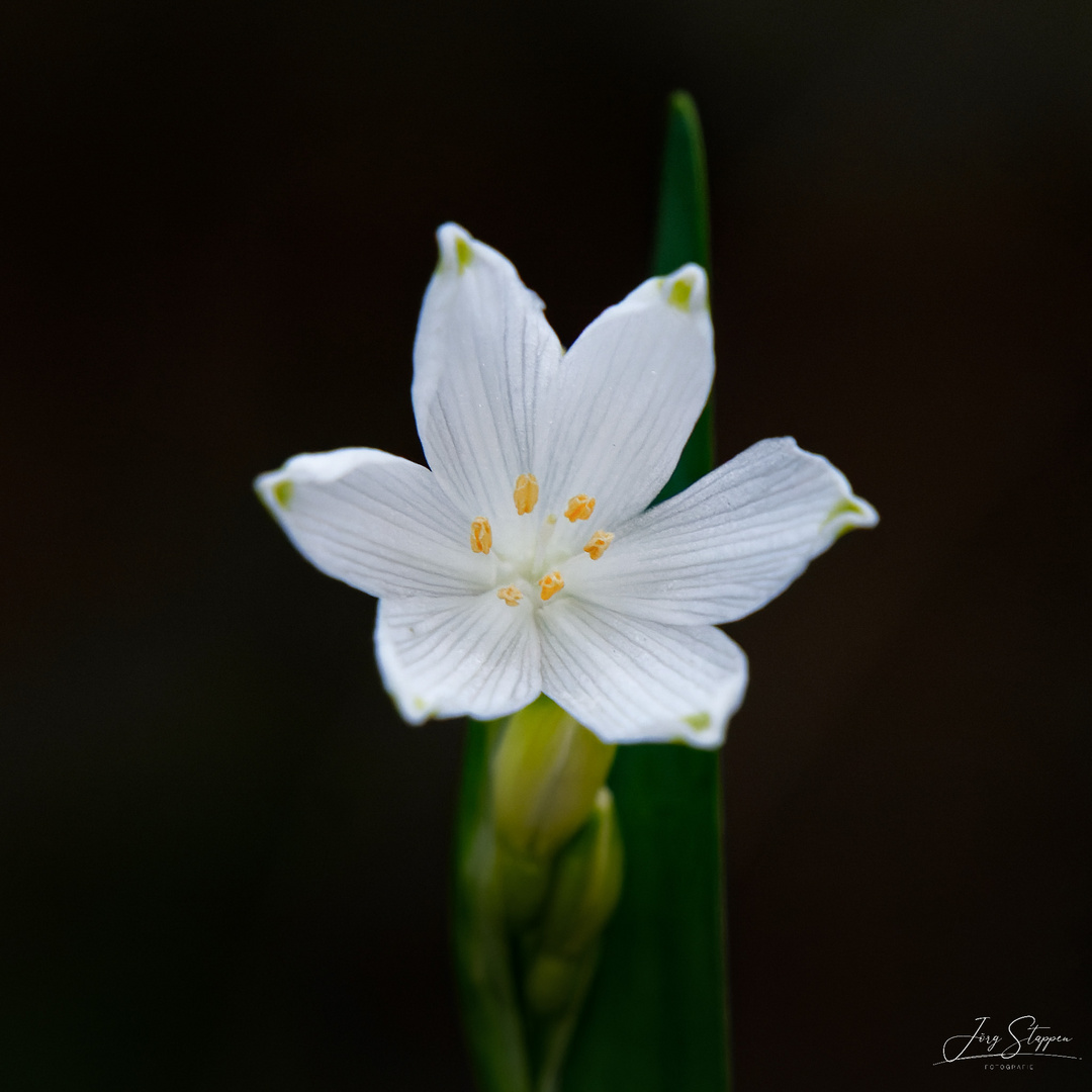 Märzenbecher (Spring Snowflake)