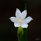 Märzenbecher (Spring Snowflake)