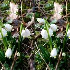 Märzenbecher - Spring Snowflake - Leucojum vernum