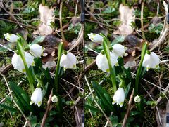 Märzenbecher - Spring Snowflake - Leucojum vernum