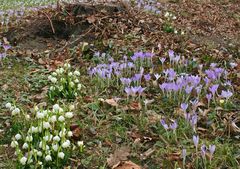 Märzenbecher und Elfen-Krokusse