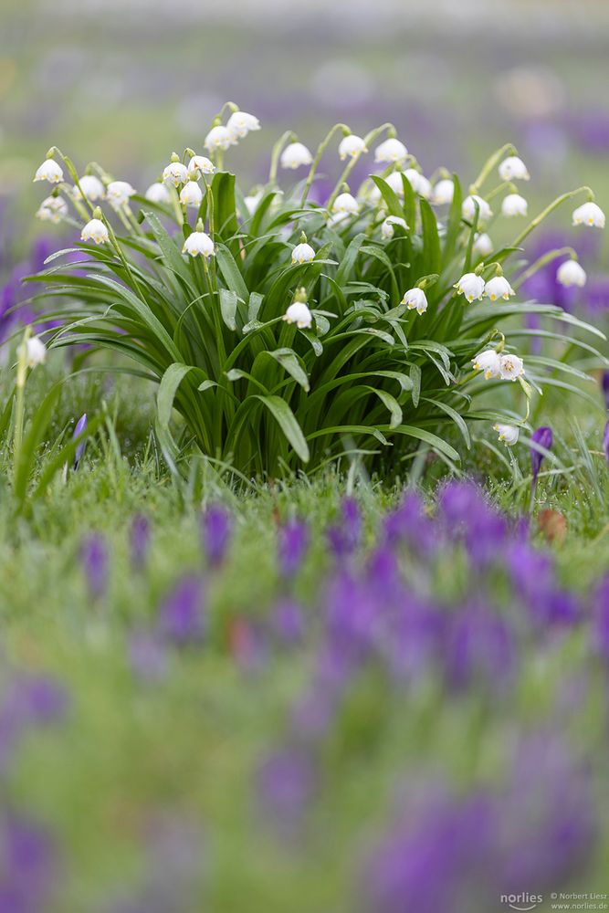 Märzenbecher und Krokusse