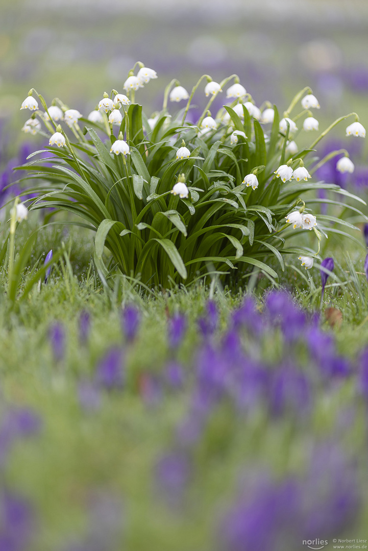 Märzenbecher und Krokusse