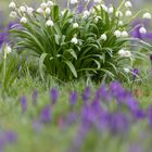 Märzenbecher und Krokusse