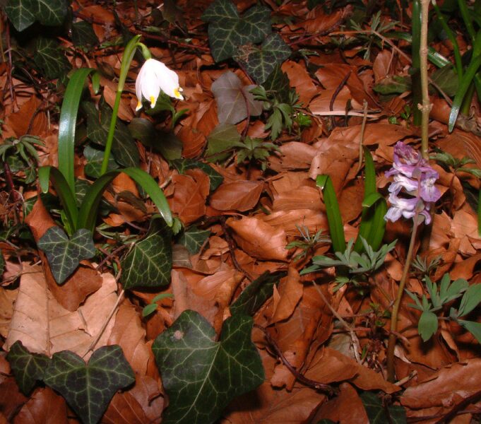 Märzenbecher und Lerchensporn