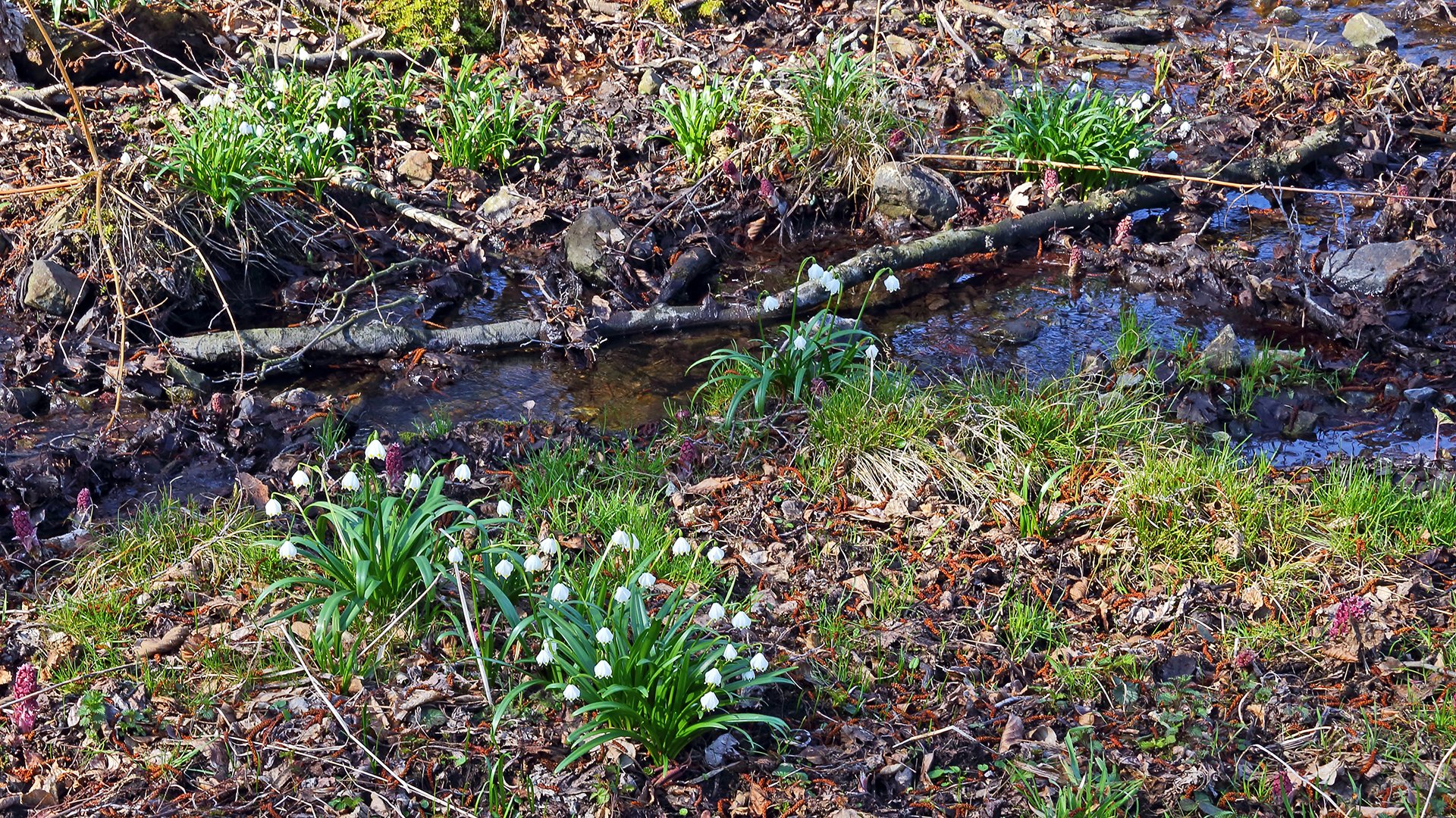 Märzenbecher und Rote Pestwurz in einem einzigartigen Biotop im Böhmischen Mittelgebirge...