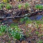 Märzenbecher und Rote Pestwurz in einem einzigartigen Biotop im Böhmischen Mittelgebirge...