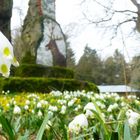 Märzenbecher und Winterlinge