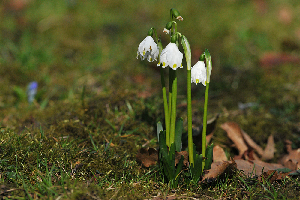 Märzenbecher unter Blausternchen – Beobachtung