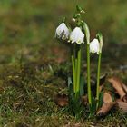 Märzenbecher unter Blausternchen – Beobachtung