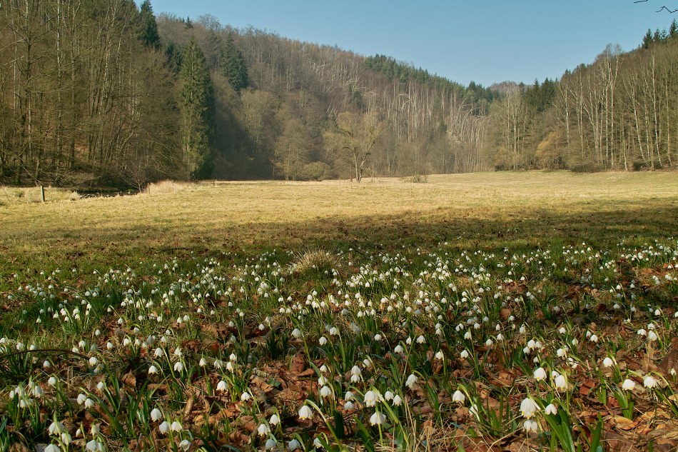 märzenbecher-wiese...