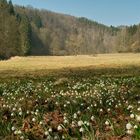 märzenbecher-wiese...