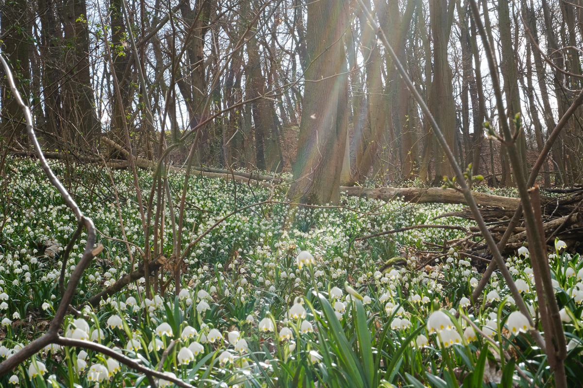 Märzenbecher Wiese