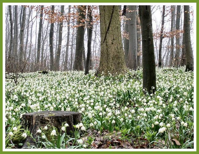 Märzenbecherblüte