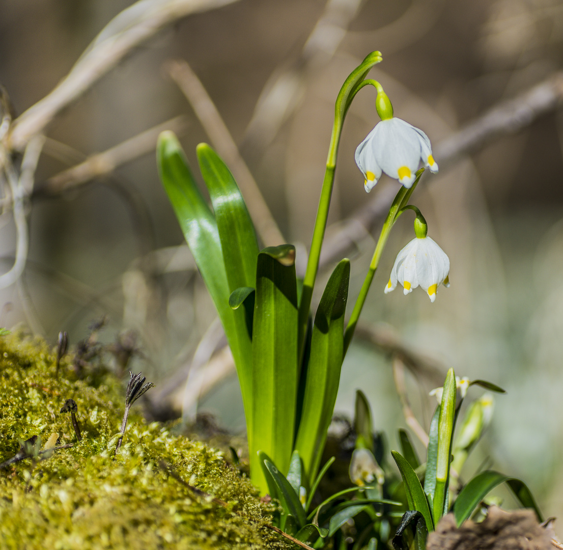 Märzenbecherblüte