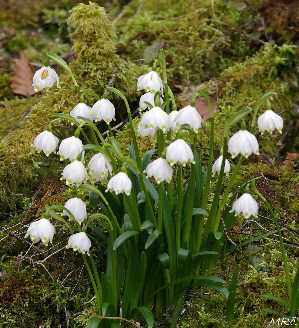 Märzenbecherblüte