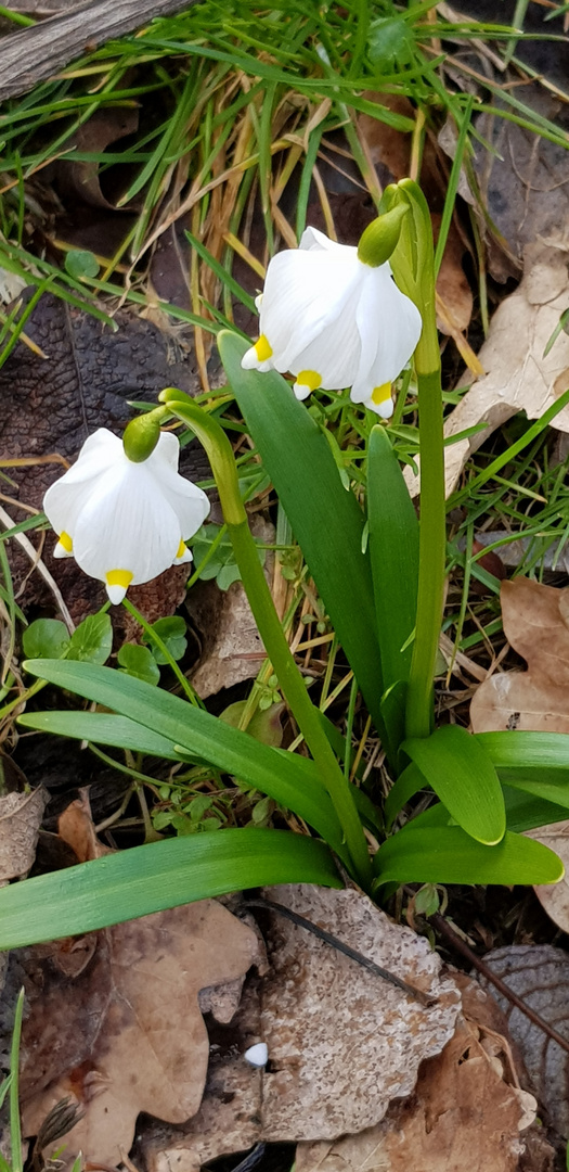 Märzenbecherblüte