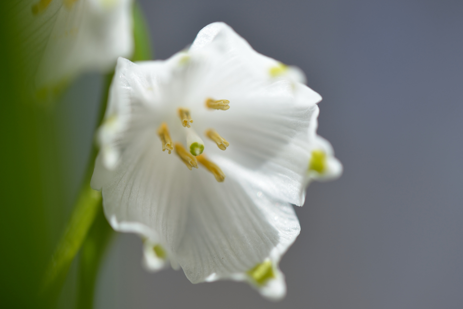 Märzenbecherblüte