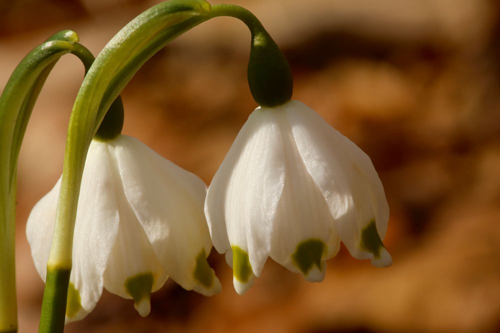 Märzenbecherblüte