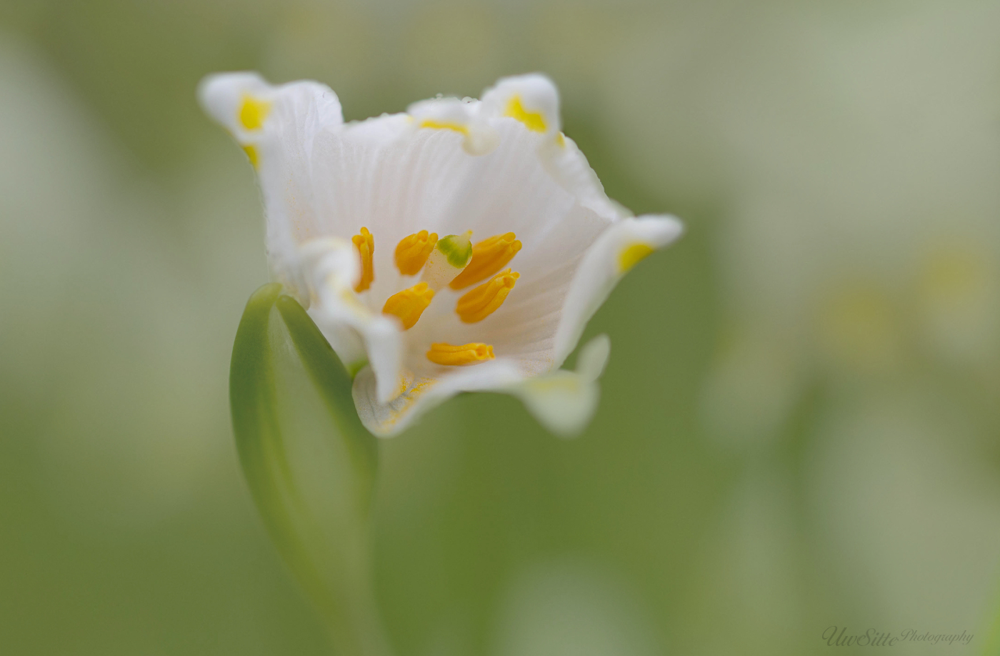 Märzenbecherblüte