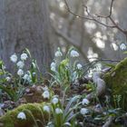 Märzenbecherblüte im Naturpark Hainich