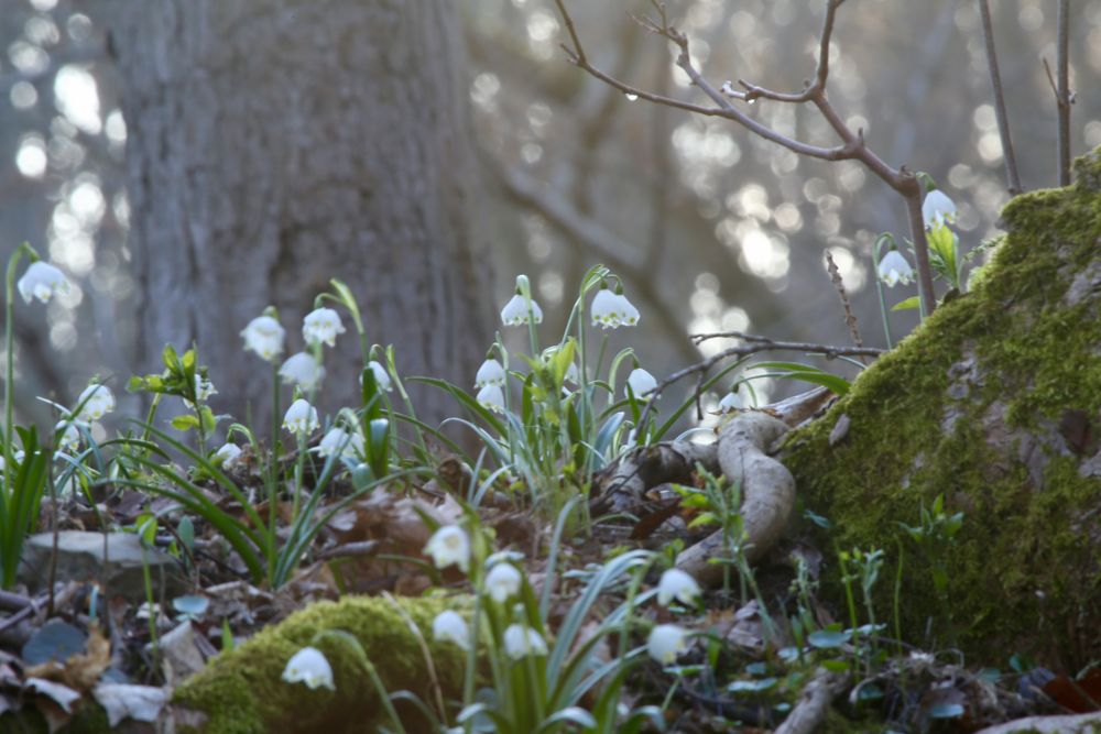 Märzenbecherblüte im Naturpark Hainich